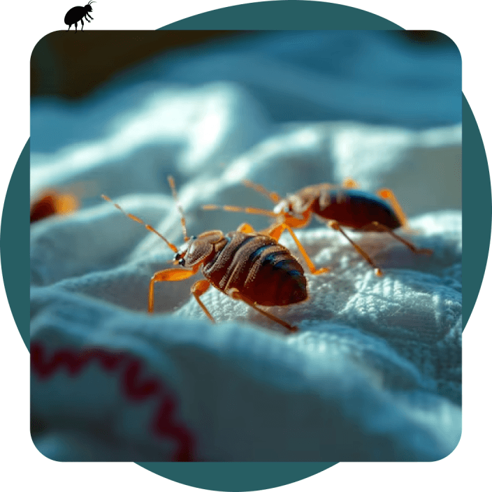 Punaises de lits sur un matelas