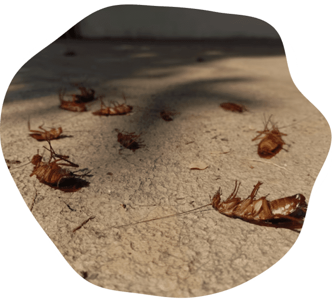 Extermination de cafards