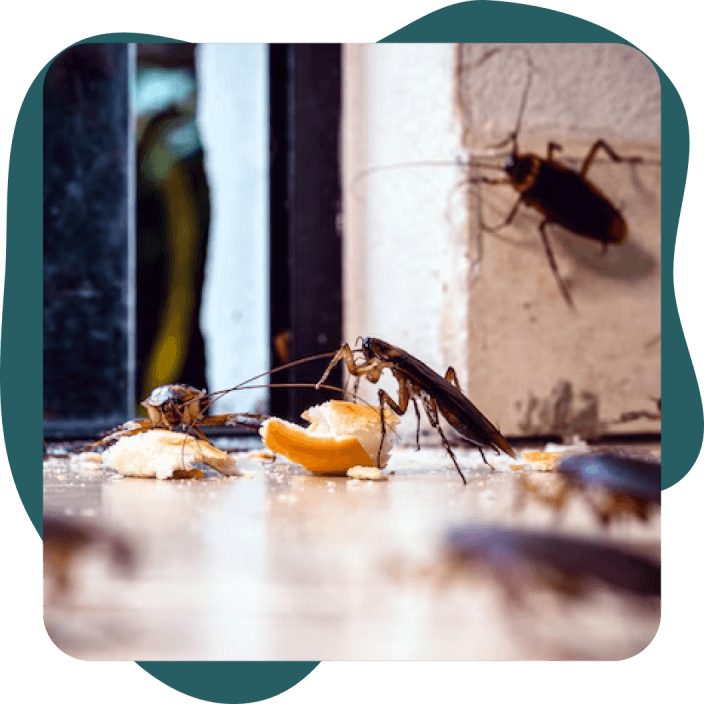Cafards qui mangent des restes alimentaires