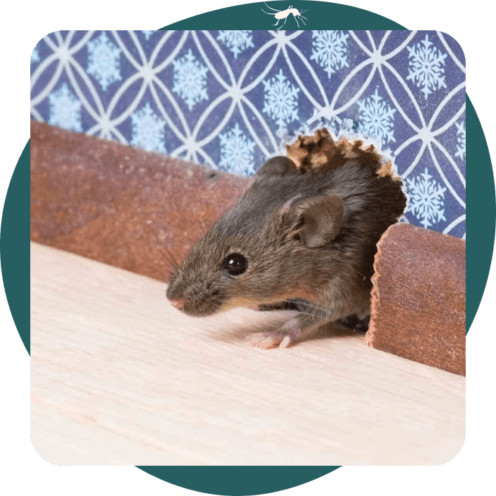 Souris qui sort d'un trou dans un mur