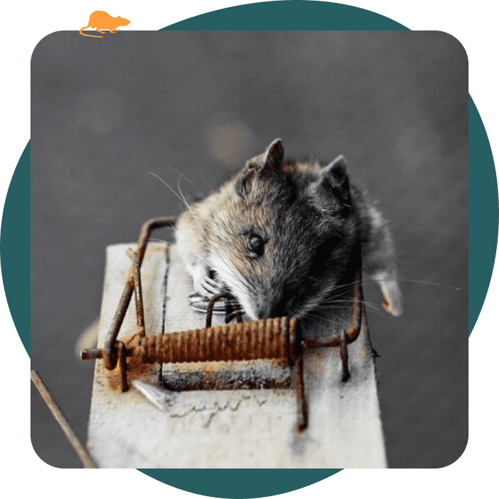 Souris dans une tapette