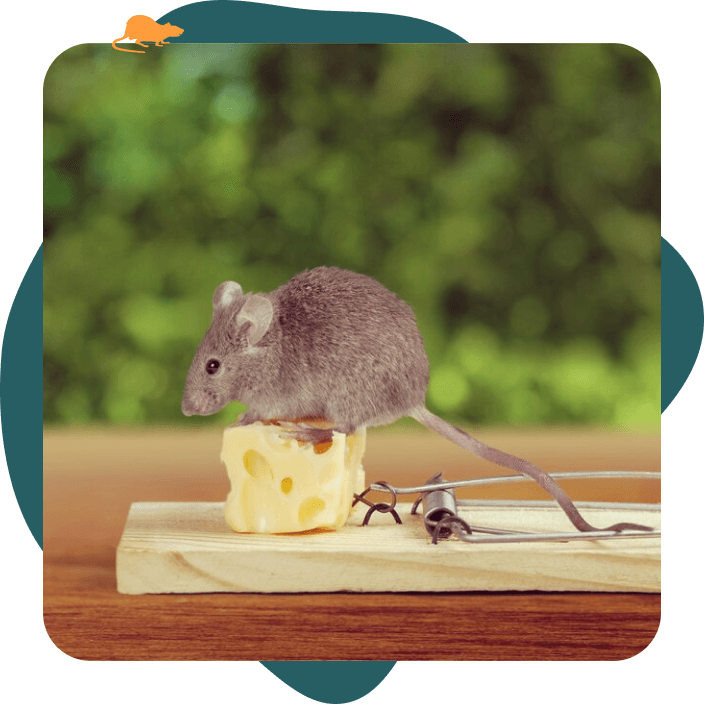 Souris sur un poste d'apatage