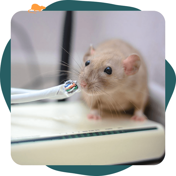 Souris qui grignote les câbles électriques chez un client