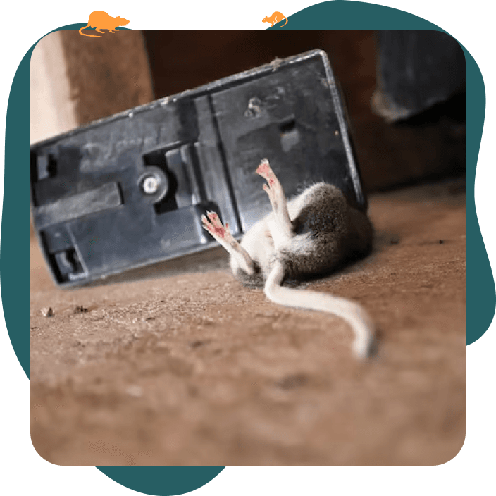 Souris dans un appât