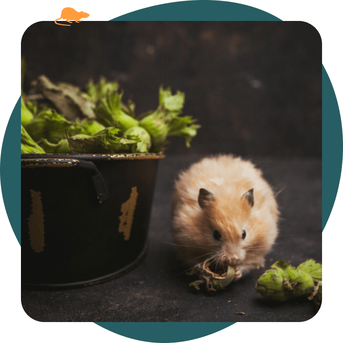 Photographie d'un souris qui se nourrit